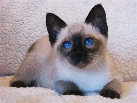 permes cattery